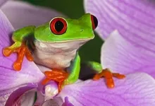 flowers frogs redeyed tree frog amphibians 1920x1080 wallpaper Art HD Wallpaper